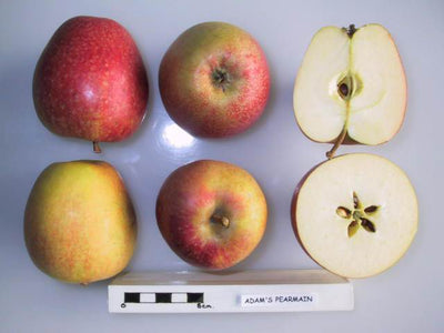 Adams Pearmain