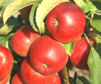 Apples from the apple tree variety of Rajka with close of red apples hanging on a branch with a leaves