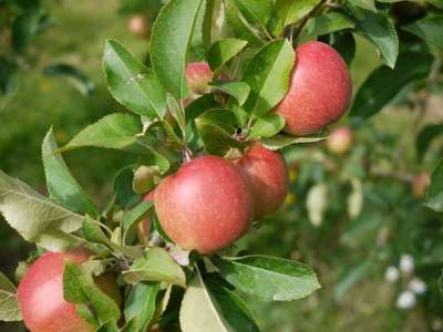 apples from the organic apple tree variety of Rajka with close of red apples hanging on a branch with a leaves, and blurred green background