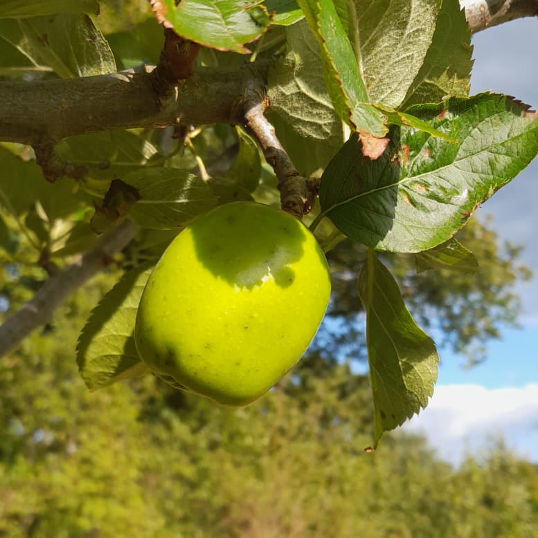 captain john  broad tree with apple tree in foreground in tree with grass in background 