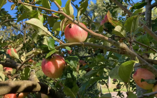 Apples on a Bardsey apple tree variety hanging on a branch with green leaves
