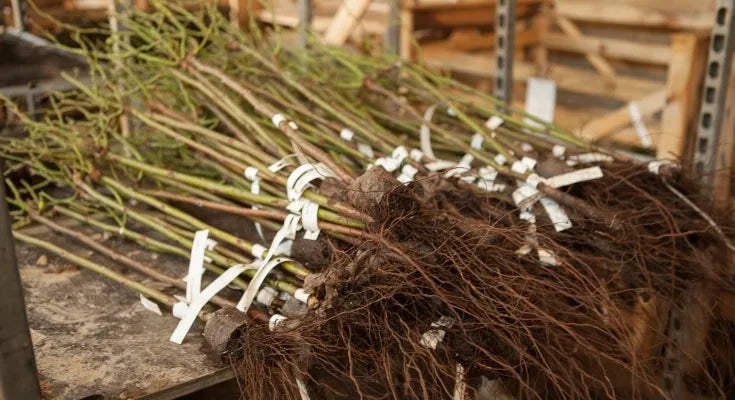Bundles of bareroot apple trees on a wooden bench with the roots showing