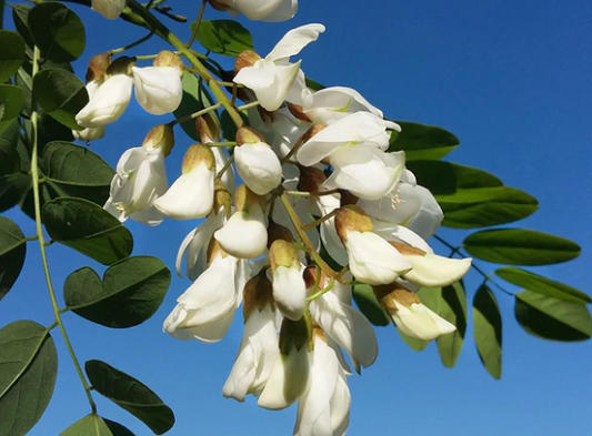 Robinia / Black Locust