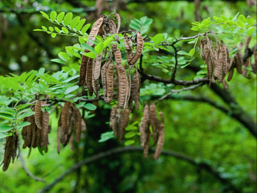 Robinia / Black Locust