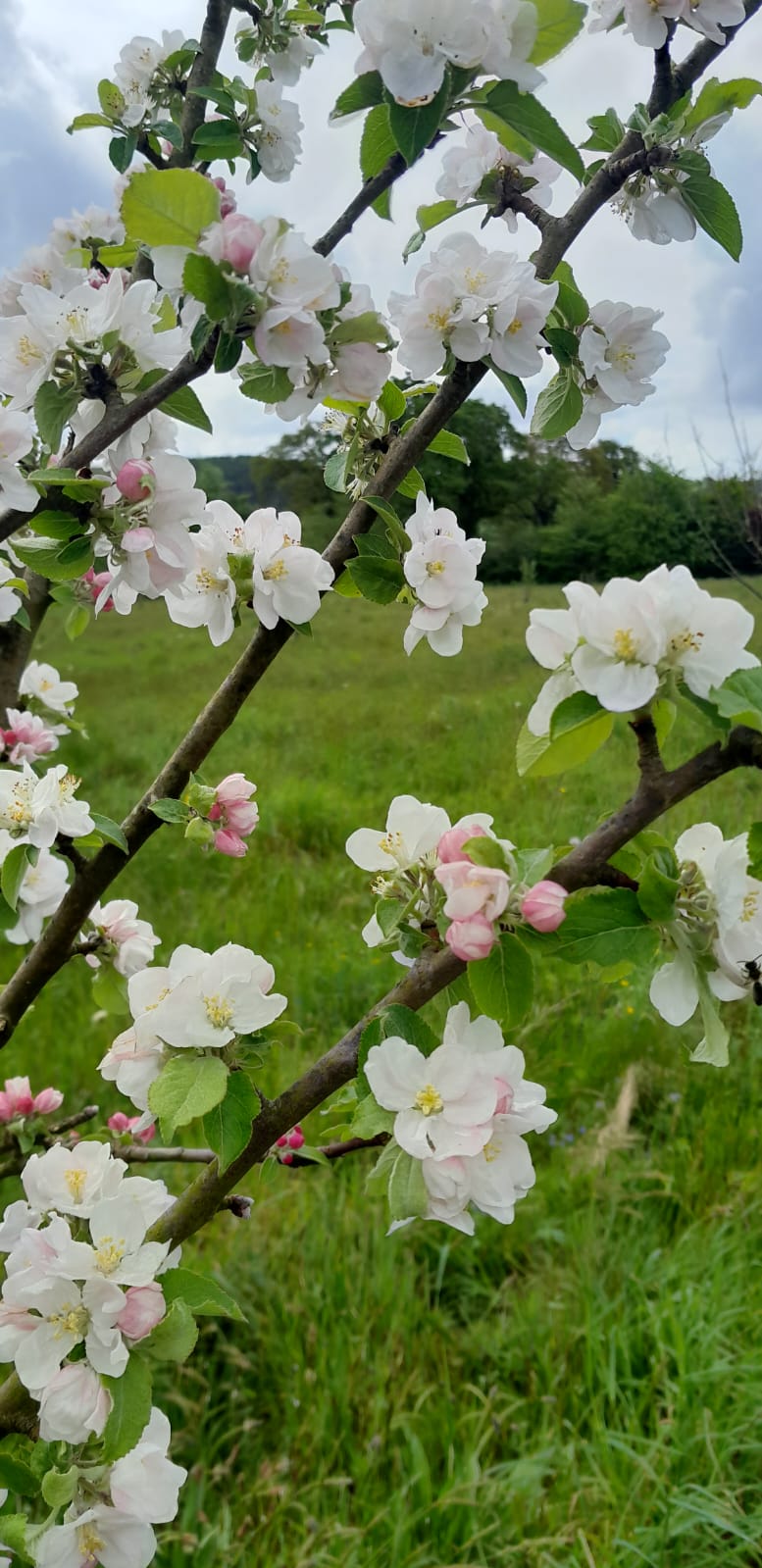 Branch of white flowers with green leaves against a grassy background