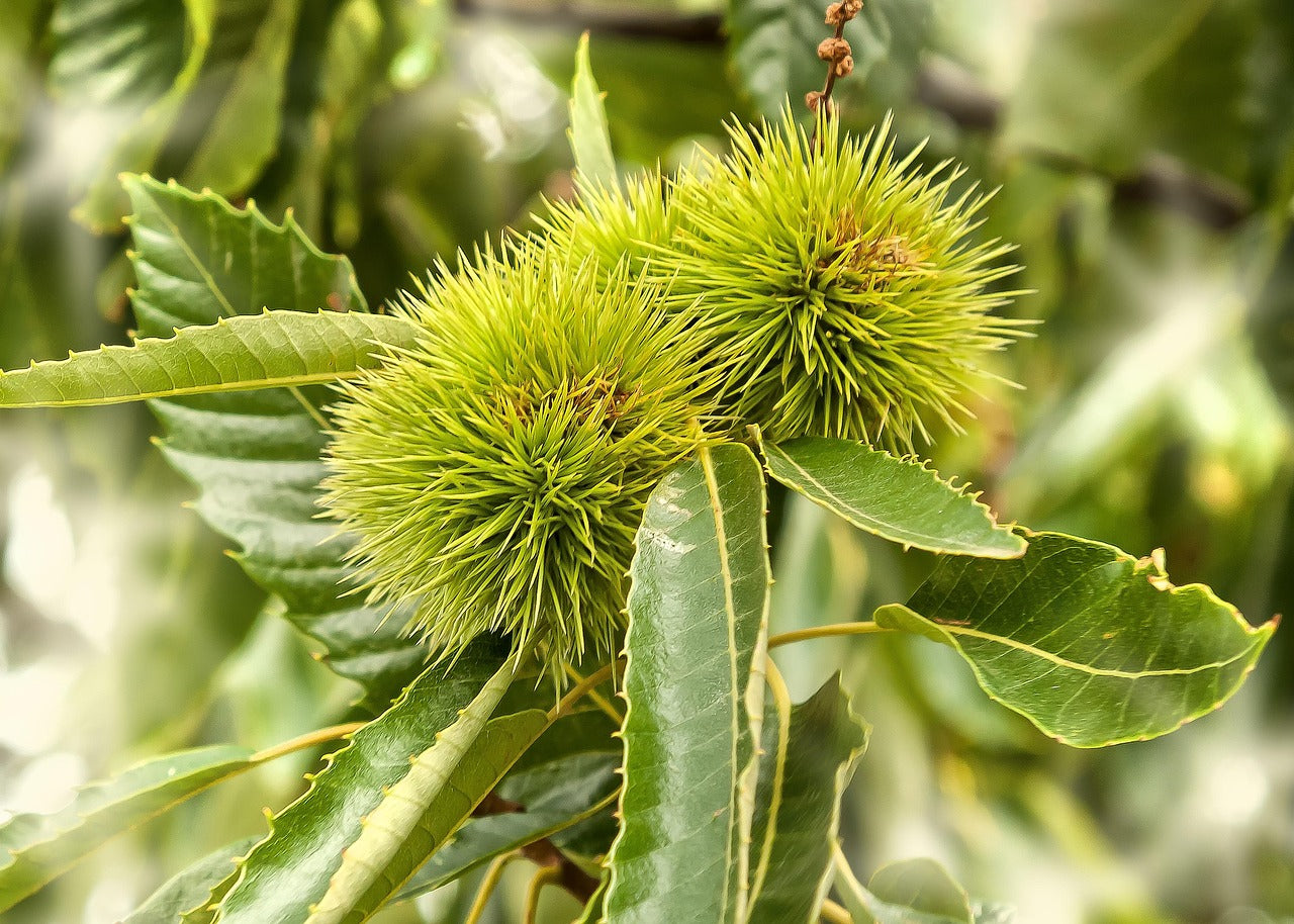 Sweet Chestnut. Maragoule