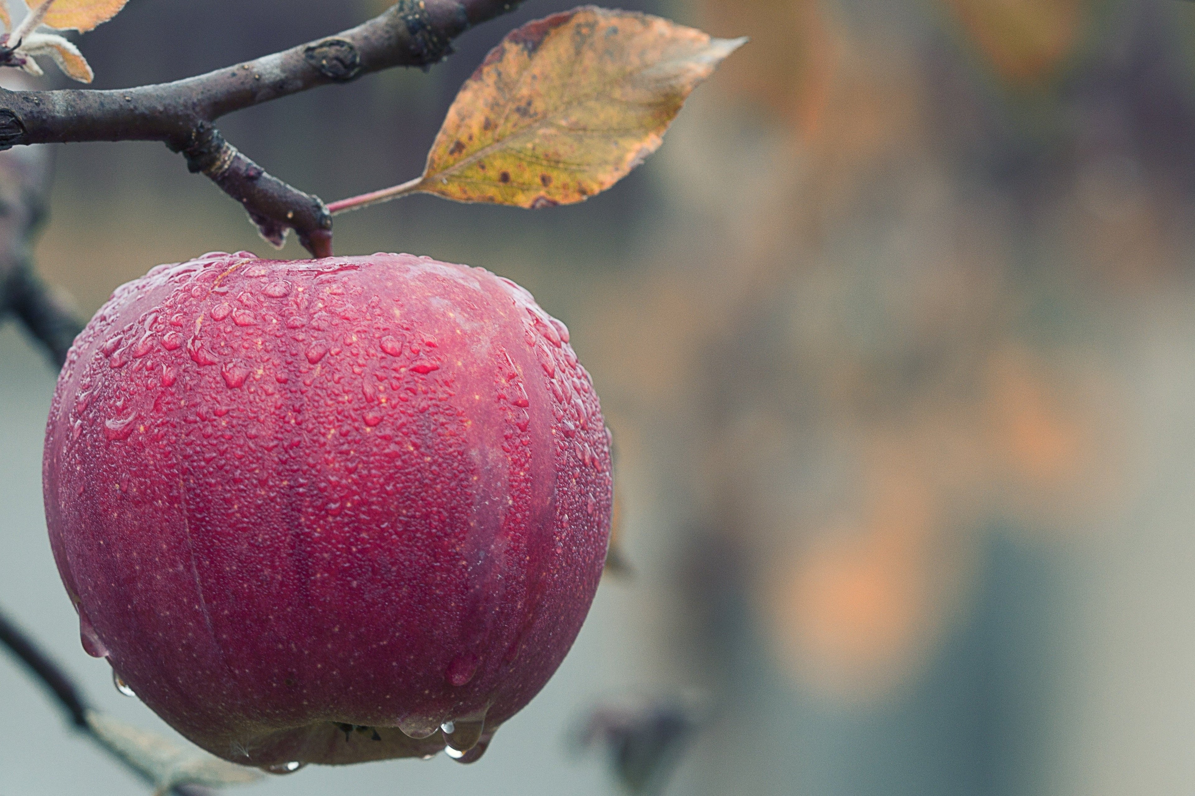 Red apple with water droplets on a tree branch
