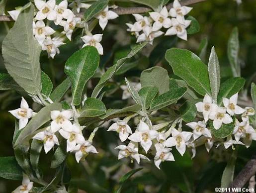 Elaeagnus Umbellata