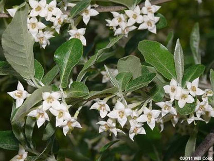 Elaeagnus Umbellata