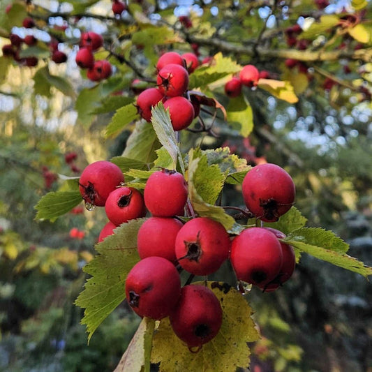 Durobrivwnsis Hawthorn