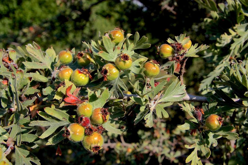 Pojarkove Hawthorn