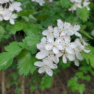 Arnodolvia Hawthorn