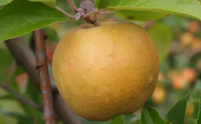 close up of yellow organic Herefordshire Russet dessert apple with leaves and green blurred background