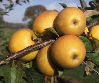 Herefordshire Russet