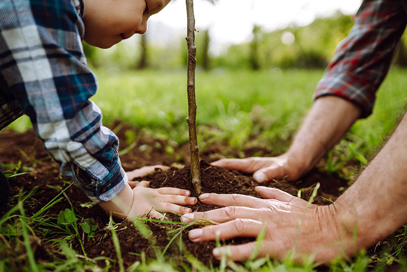 Two people planting a tree together in a garden.