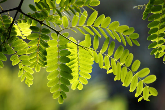 Robinia / Black Locust