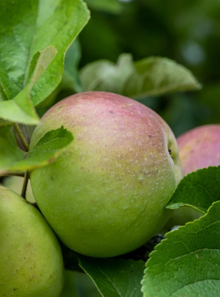 red organic Somerset Redstreak cider apples hanging on a branch with blurred green background