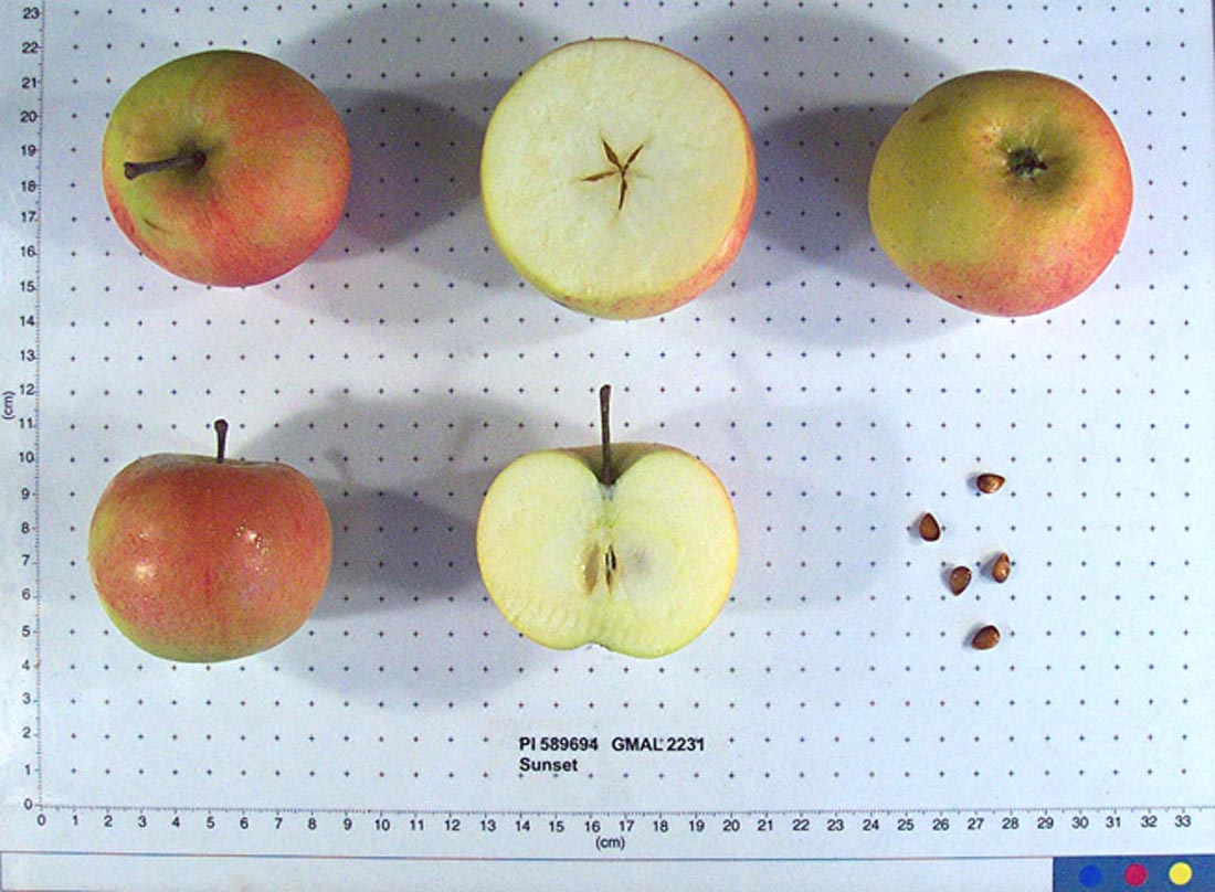 russet apples on white background with name label