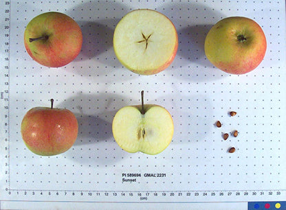 russet apples on white background with name label